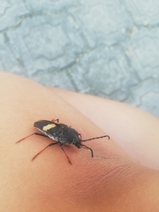Megaderus stigma