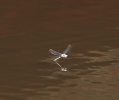 Cordulephya montana