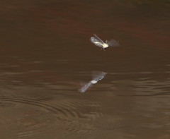 Cordulephya montana