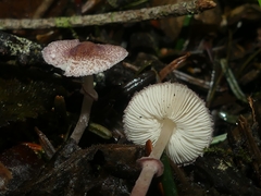 Leucoagaricus roseilividus