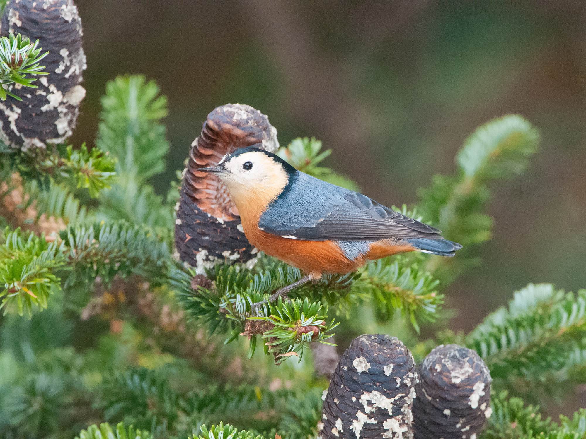 Przevalski's Nuthatch illustration