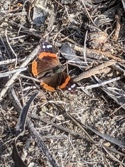 Vanessa atalanta
