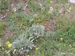 Cynoglossum cheirifolium