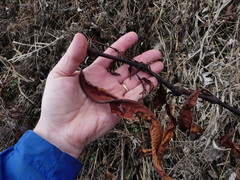 Persicaria robustior