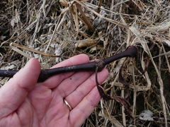Persicaria robustior