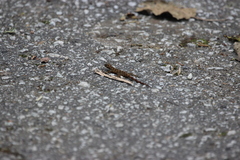 Cnemaspis flavolineata