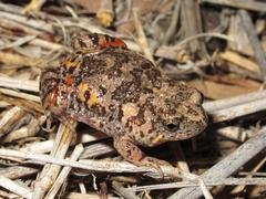 Uperoleia rugosa