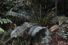 Lepidozamia peroffskyana