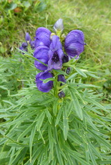 Aconitum tauricum