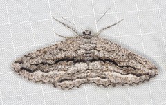 Scioglyptis canescaria