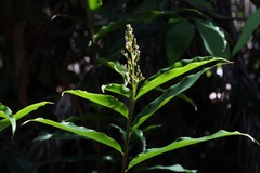 Alpinia arundelliana