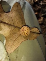 Atrusca quercuscentricola