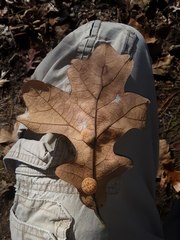 Atrusca quercuscentricola