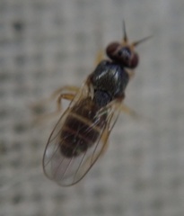 Elachiptera