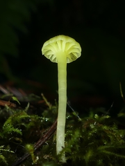 Chrysomphalina grossula
