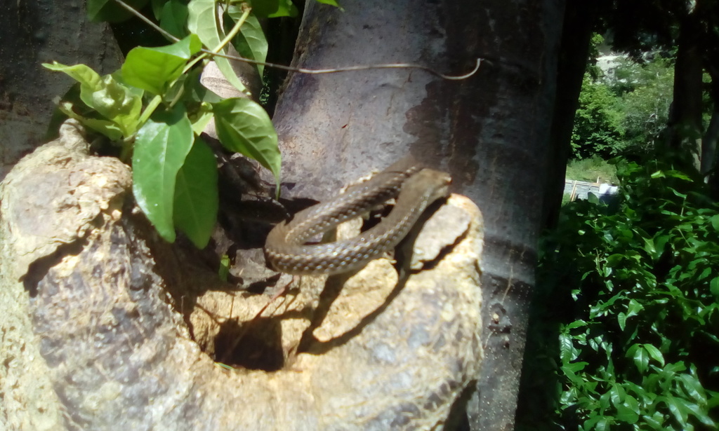 Barbour's Tropical Racer (Mastigodryas bruesi) - Snakes and Lizards