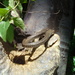 Cazadora Tropical de Barbour - Photo (c) Massimiliano Finzi, algunos derechos reservados (CC BY-NC-ND), subido por Massimiliano Finzi
