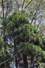 Callitris macleayana