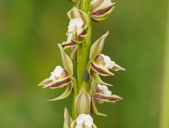 Prasophyllum australe