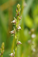 Prasophyllum australe