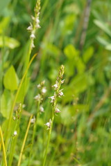 Prasophyllum australe