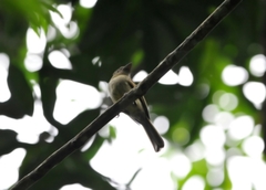 Rhynchocyclus olivaceus