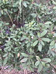 Chrysolepis sempervirens