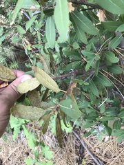 Chrysolepis sempervirens