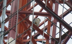 Falco peregrinus