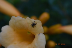 Phidippus audax