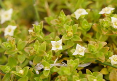 Mitrasacme serpyllifolia