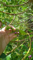 Myoporum aff insulare × laetum