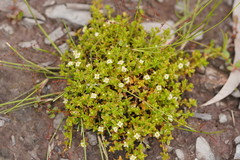 Mitrasacme serpyllifolia