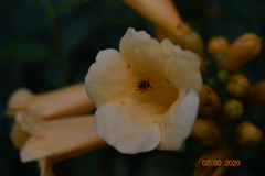 Phidippus audax