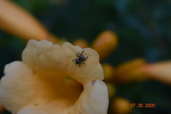 Phidippus audax