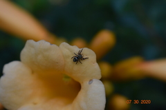 Phidippus audax