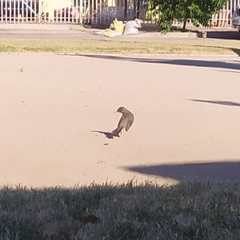 Turdus falcklandii magellanicus