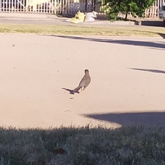 Turdus falcklandii magellanicus