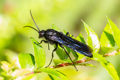 Elaphroptera nigripennis