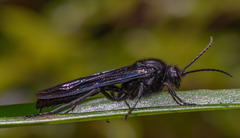 Elaphroptera nigripennis