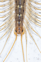 Scutigera coleoptrata