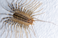 Scutigera coleoptrata