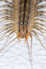 Scutigera coleoptrata