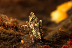 Taractellus chilensis