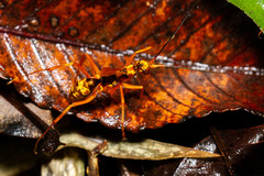 Sphictostethus apogonus