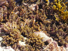 Cystoseira compressa