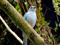 Thraupis sayaca