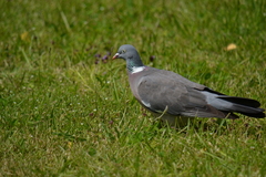 Columba palumbus