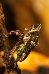 Taractellus chilensis