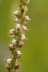 Prasophyllum australe